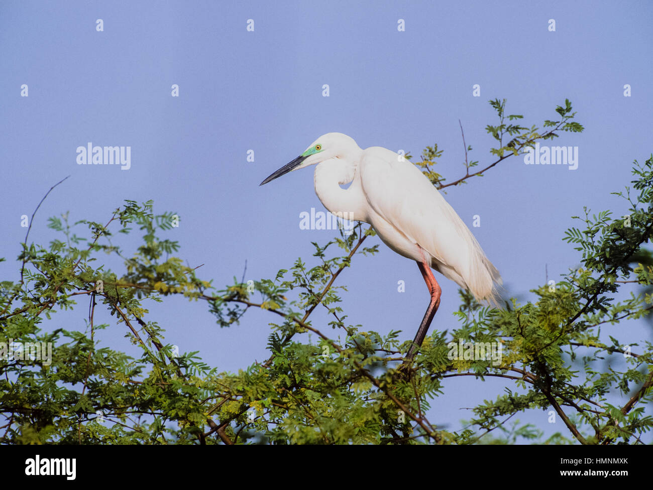 Aigrette intermédiaire (Mesophoyx intermedia,), d'oiseaux adultes en plumage nuptial avec Keoladeo Ghana National Park, Bharatpur, Rajasthan, Inde, Banque D'Images