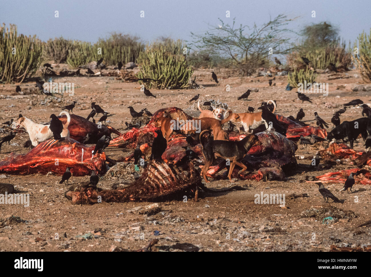 Les chiens sauvages, (Canis lupus familiaris), de la nourriture à un animal d'une décharge publique, Rajasthan, Inde Banque D'Images