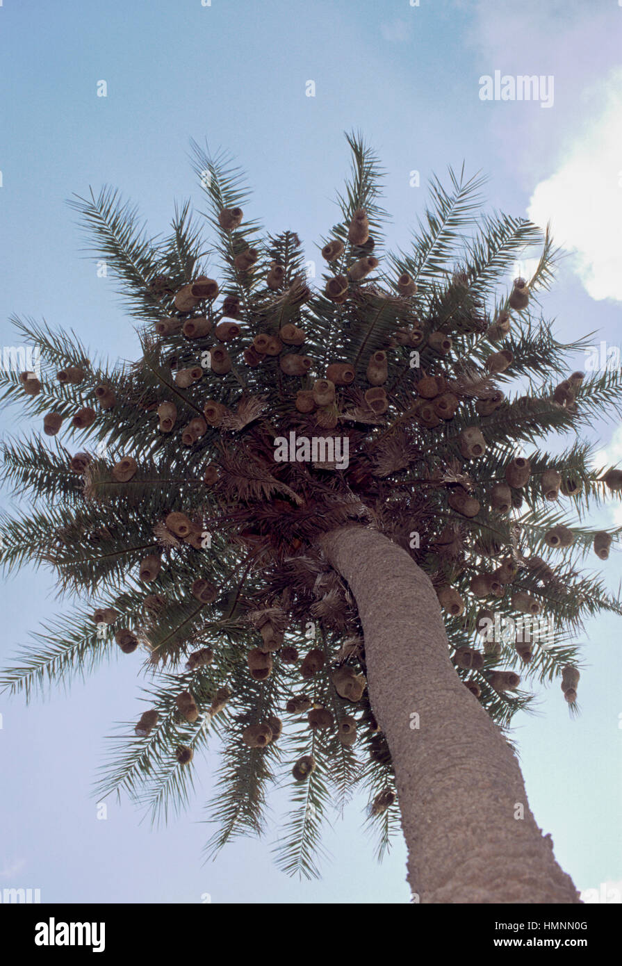 Baya weaver, Ploceus phippinus, retorte niche dans une colonie dans un palmier, Rajasthan, Inde Banque D'Images