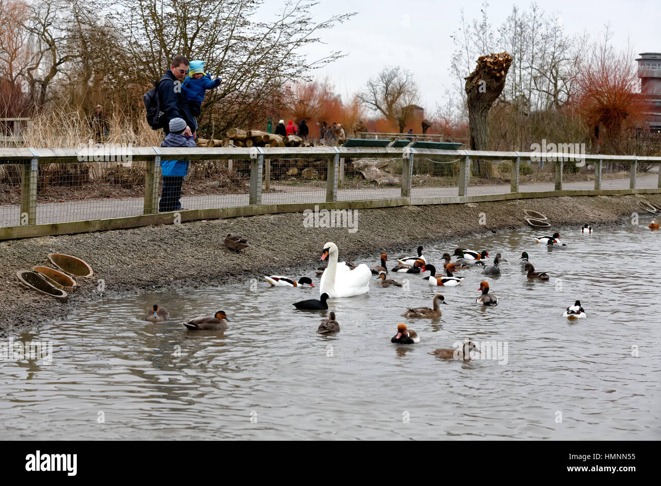 Slimbridge Wildfowl and Wetlands Centre, Gloucestershire, Royaume-Uni Banque D'Images