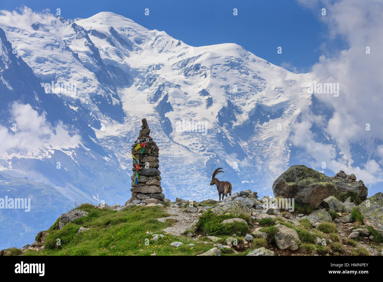 Bouquetin des Alpes (Capra ibex). En arrière-plan le Mont Blanc, France Banque D'Images