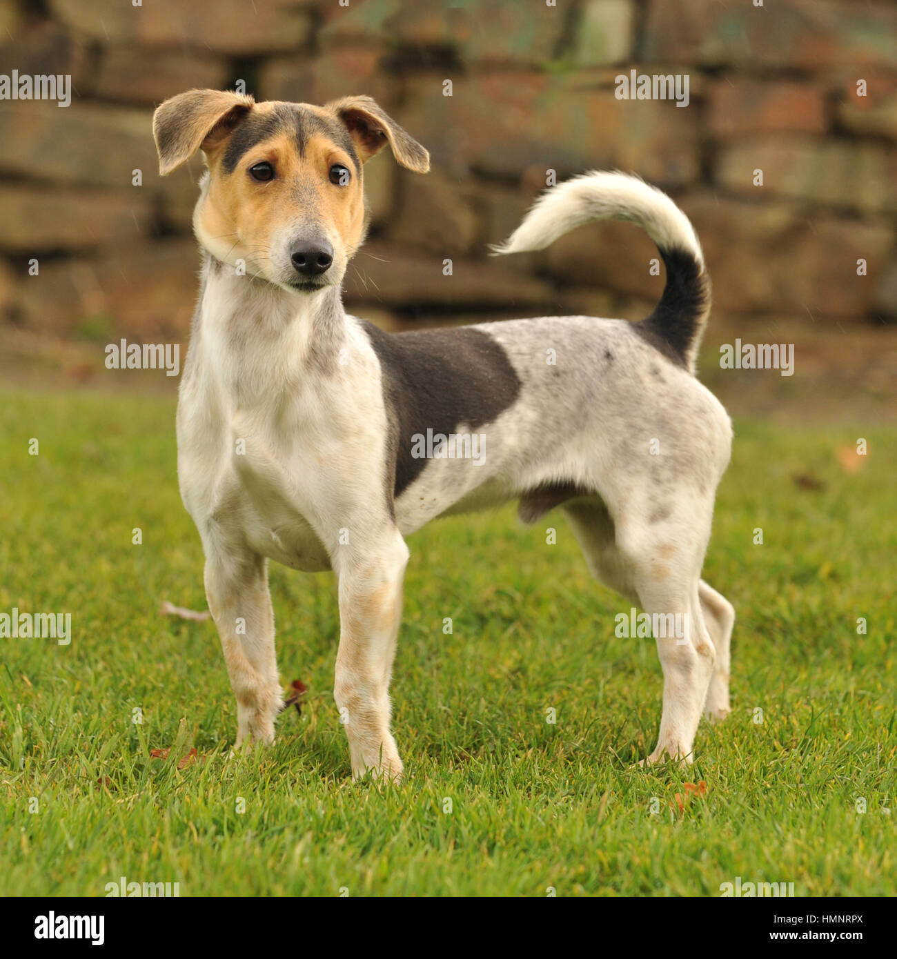 Teckel croisé avec chien Jack Russell Photo Stock Alamy