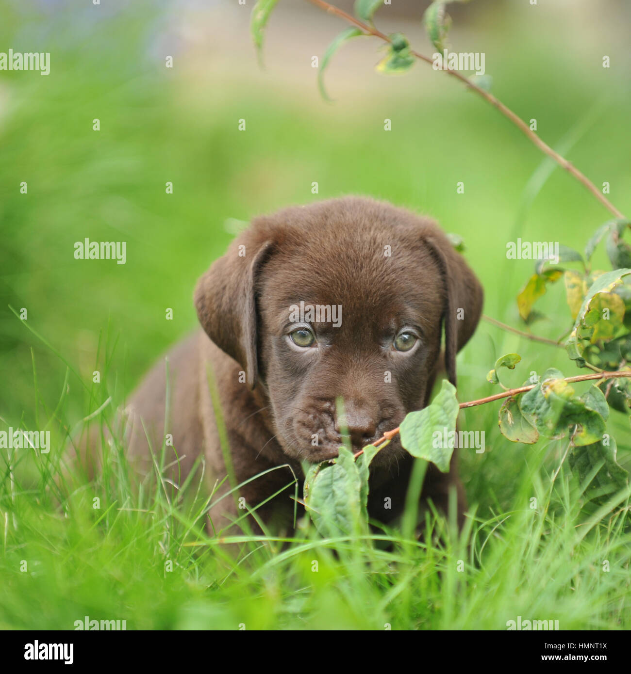 Chiot Labrador Retriever Chocolat Photo Stock Alamy Chiot Labrador Retriever Chocolat Photo Stock Alamy