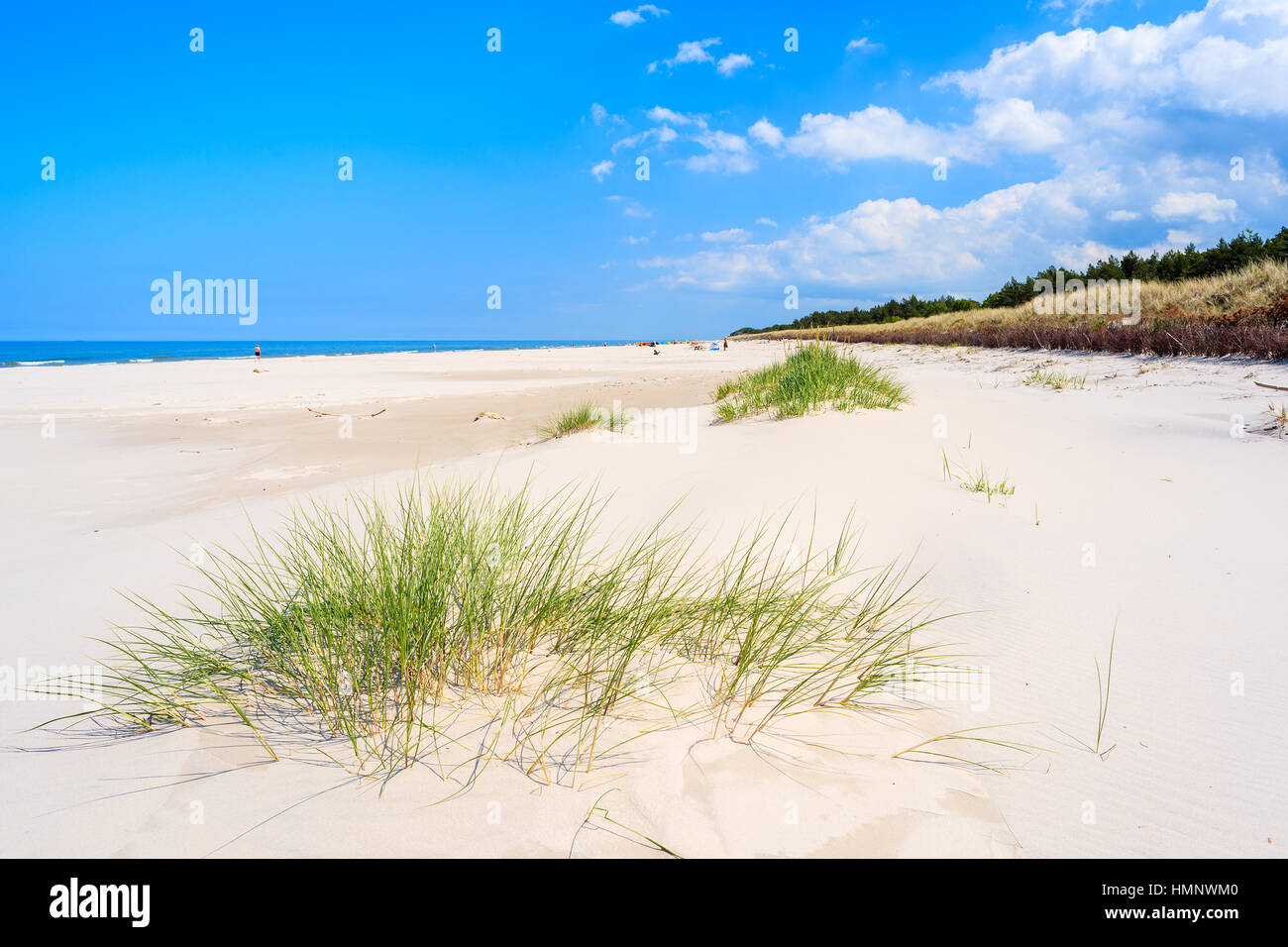 L'herbe verte sur plage de sable blanc en Lubiatowo, mer Baltique, Pologne Banque D'Images