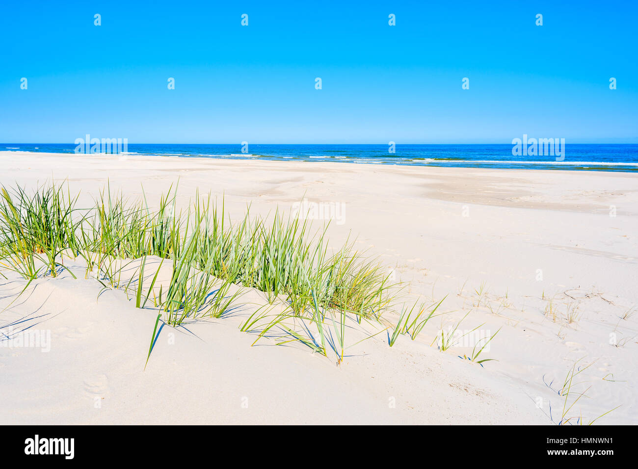L'herbe verte sur la plage de dunes de sable sur la mer Baltique, Lubiatowo, Pologne Banque D'Images