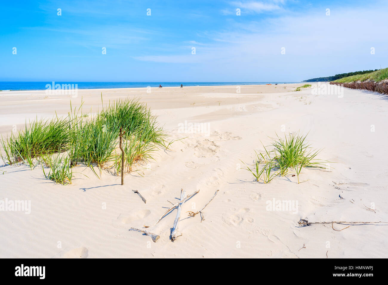 L'herbe verte sur la plage de dunes de sable sur la mer Baltique, Lubiatowo, Pologne Banque D'Images