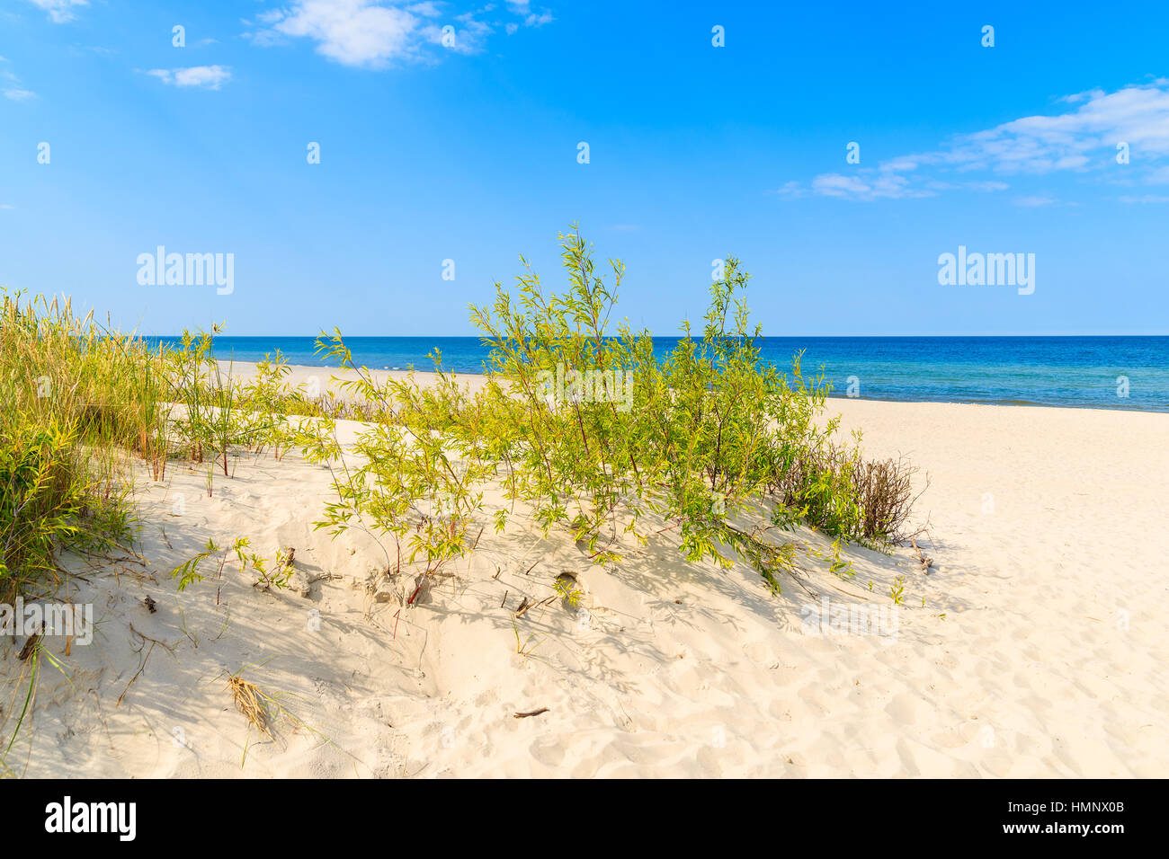 L'herbe verte dans le sable sur la plage de Jurata, mer Baltique, Pologne Banque D'Images