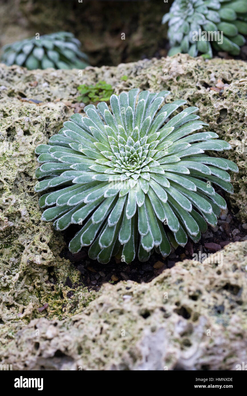 Saxifraga Longifolia dans une rocaille Banque D'Images