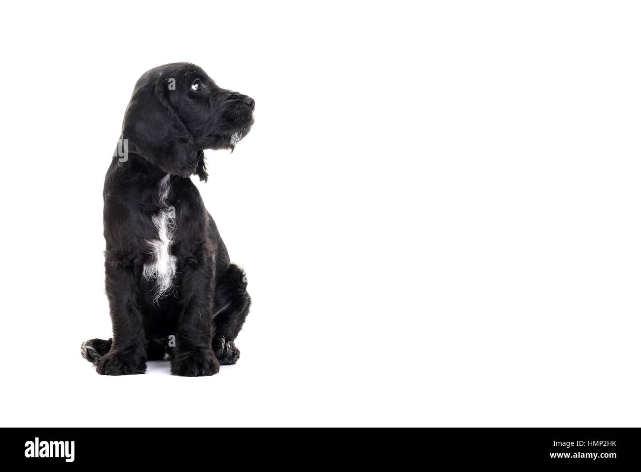 Un studio shot of a cute Cockapoo, huit semaines vieux chiot prises sur un fond blanc Banque D'Images