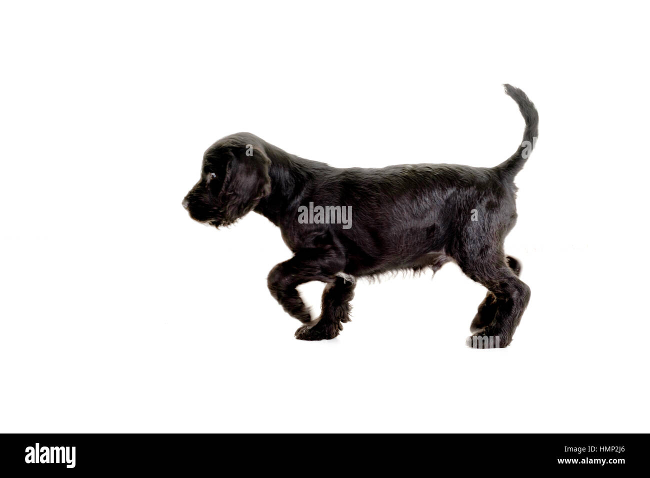 Un studio shot of a cute Cockapoo, huit semaines vieux chiot prises sur un fond blanc Banque D'Images