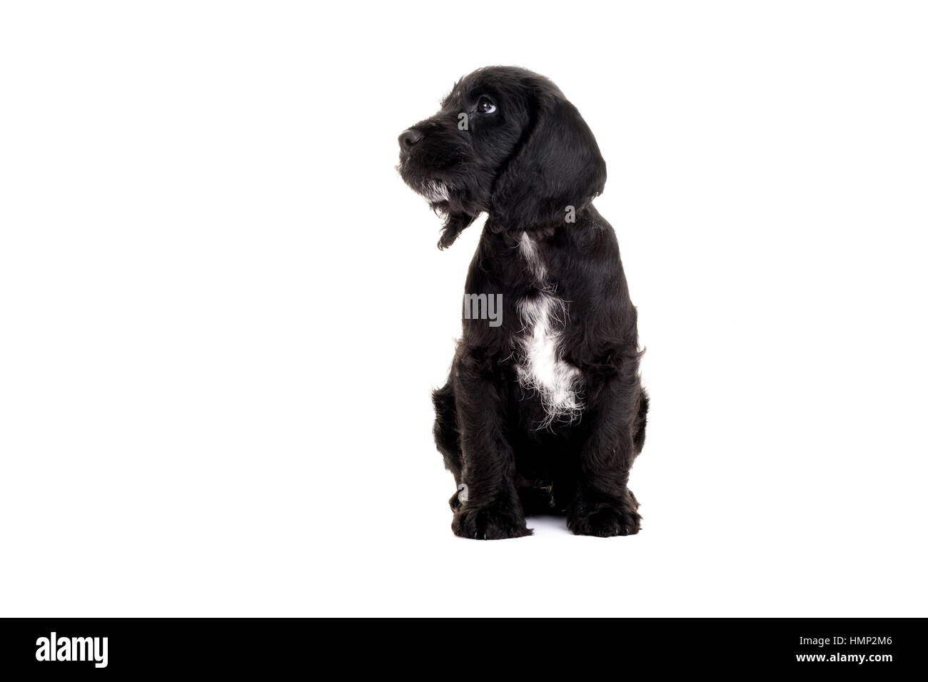 Un studio shot of a cute Cockapoo, huit semaines vieux chiot prises sur un fond blanc Banque D'Images