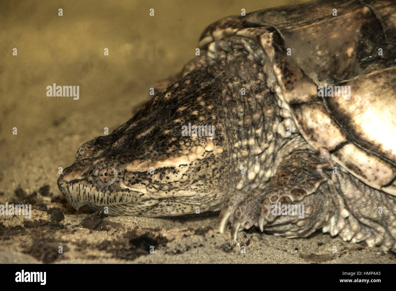 Tortue à motifs gros plan de la tête et les yeux car il s'appuie sur le sable Banque D'Images