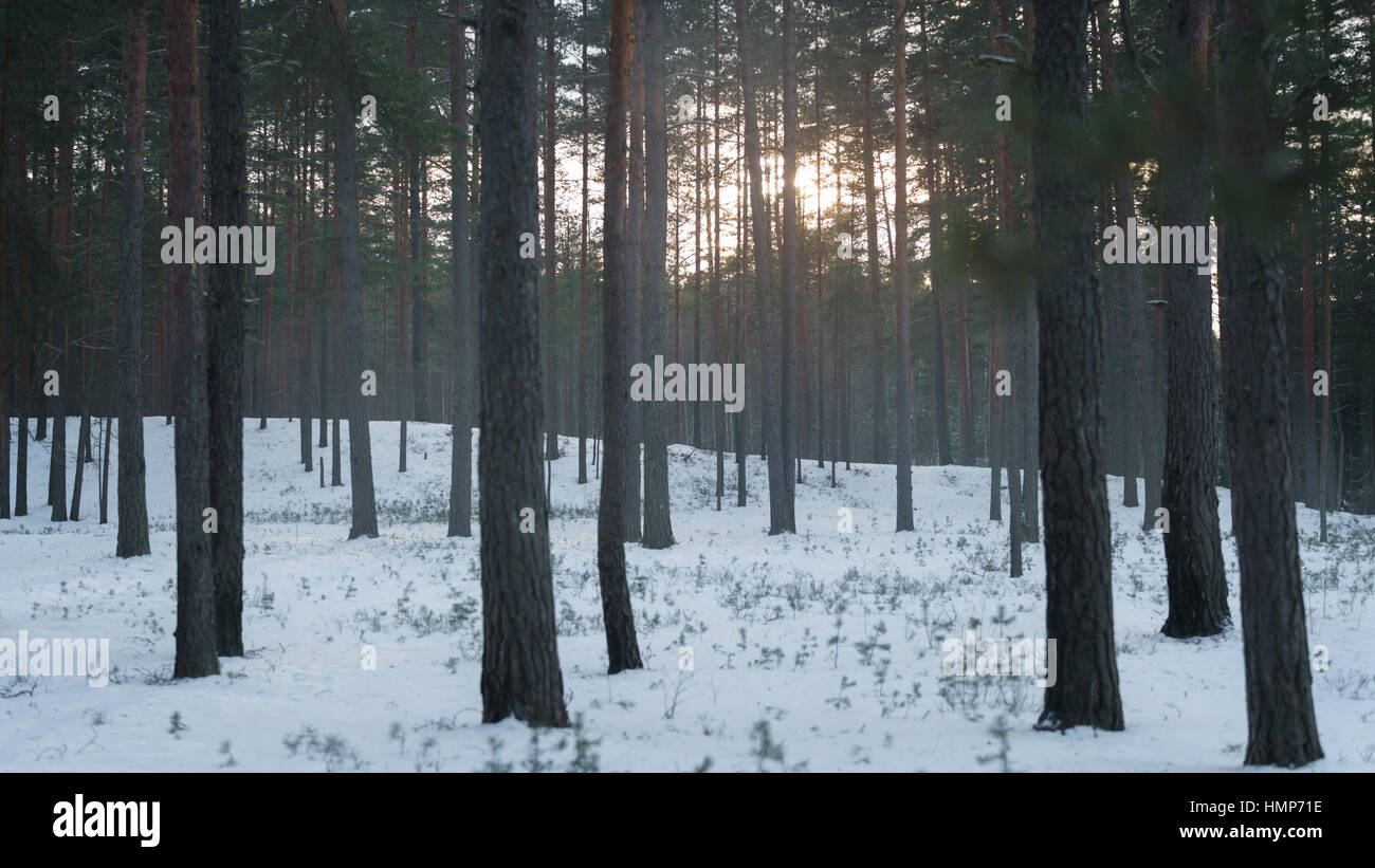 Forêt de pins d'hiver avec la lumière au coucher du soleil Banque D'Images