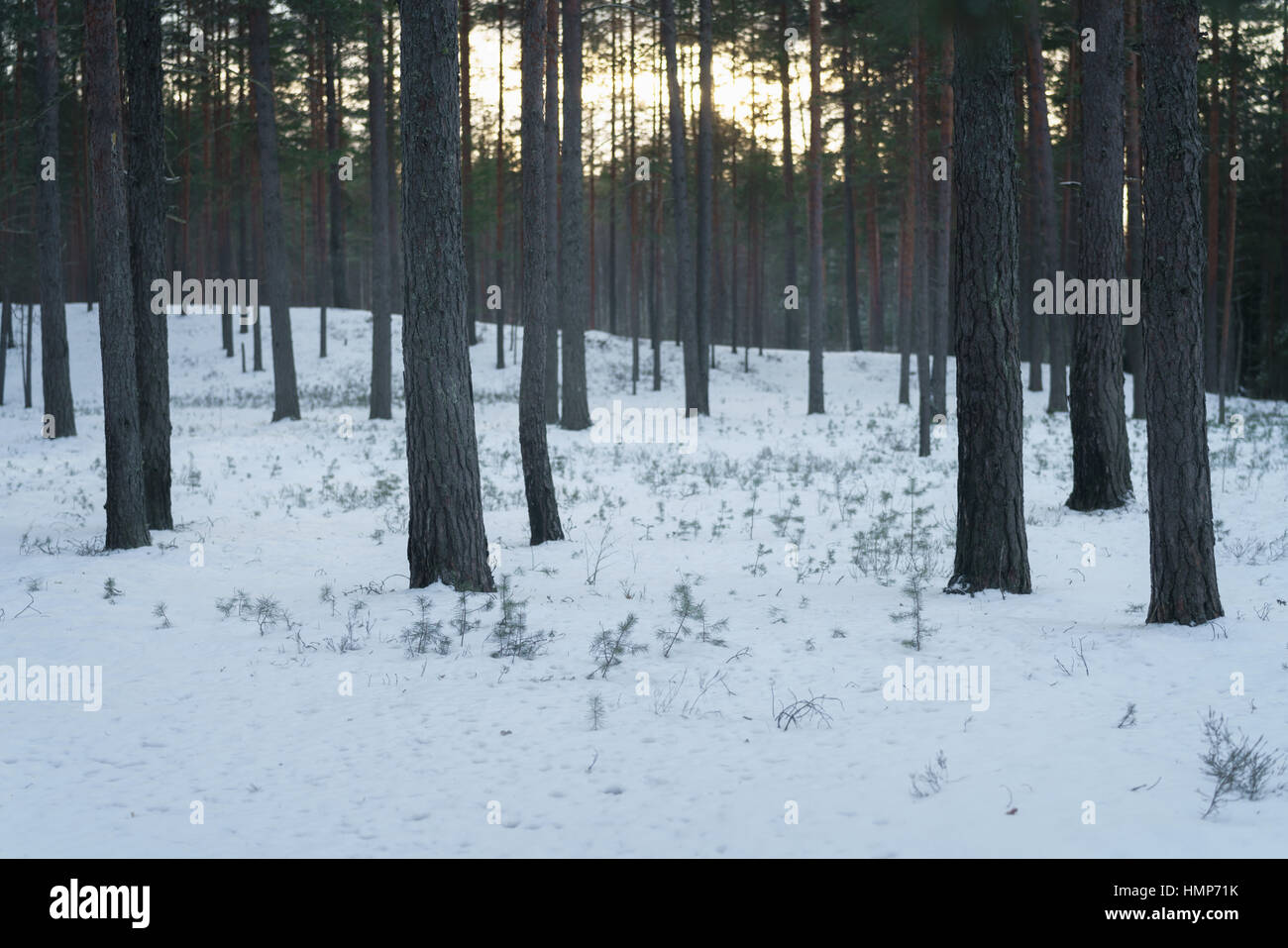 Forêt de pins d'hiver avec la lumière au coucher du soleil Banque D'Images