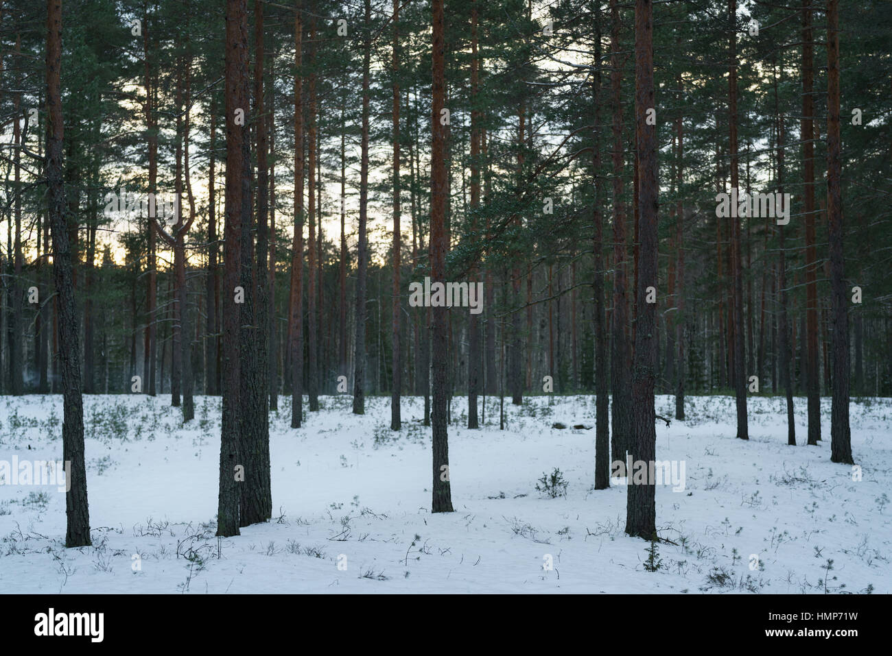Soir d'hiver en forêt de pins avec la lumière au coucher du soleil Banque D'Images