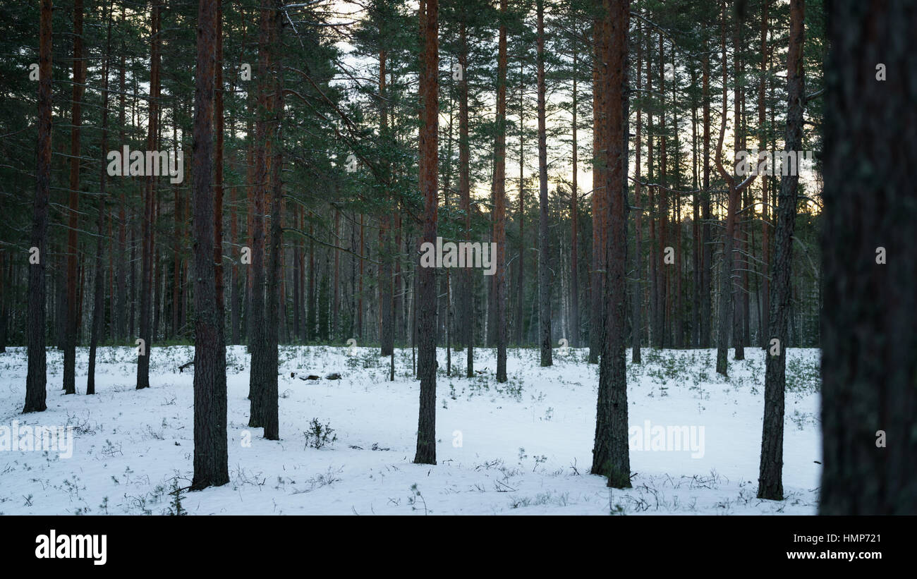 Soir d'hiver en forêt de pins avec la lumière au coucher du soleil Banque D'Images
