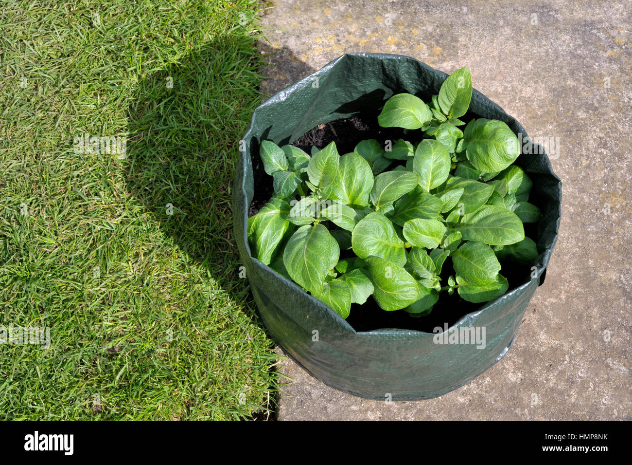 La production des pommes de terre contenant dans un sac de compost au patio. Variété Charlotte, une variété de salades cireux adaptée aux conteneurs. Banque D'Images