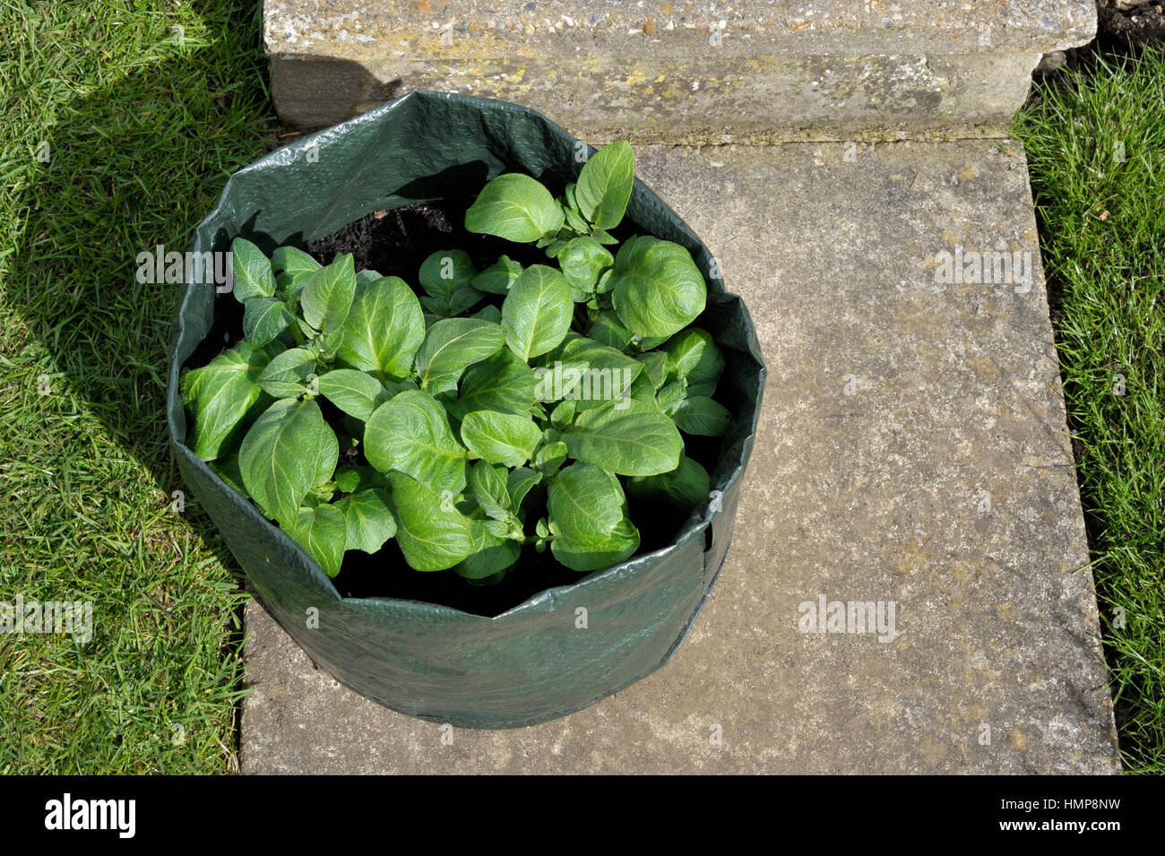 La production des pommes de terre contenant dans un sac de compost au patio. Variété Charlotte, une variété de salades cireux adaptée aux conteneurs. Banque D'Images