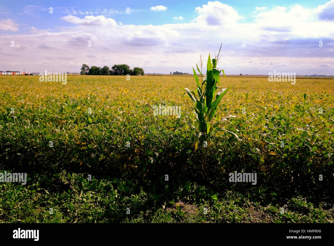 Une seule tige de maïs pousse dans un champ de soja dans un champ agricole dans le Midwest des États-Unis. Banque D'Images