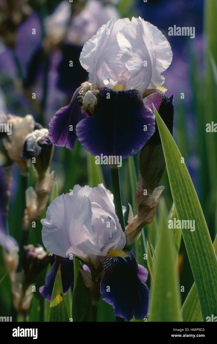 Jardins du Château de Sissinghurst, Iris, conçu par Vita Sackville-West et Harold Nicolson, 1930, Kent, Angleterre, Royaume-Uni. Banque D'Images