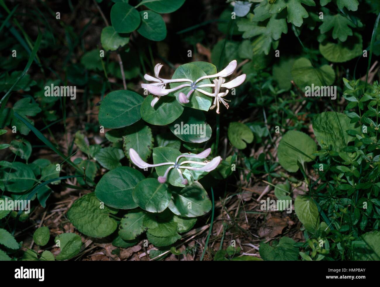 Feuilles de chèvre, chèvrefeuille chèvrefeuille ou Italien Perfoliate woodbine (lonicera caprifolium), Caprifoliaceae. Banque D'Images