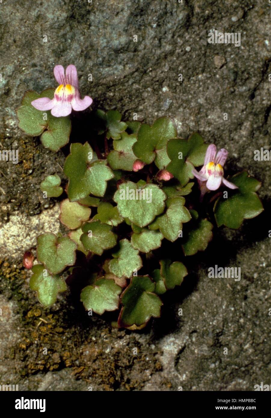 Linaire à feuilles de lierre ou Kenilworth lierre (Linaria cymbalaria Cymbalaria muralis), ou des Scrophulariaceae. Banque D'Images