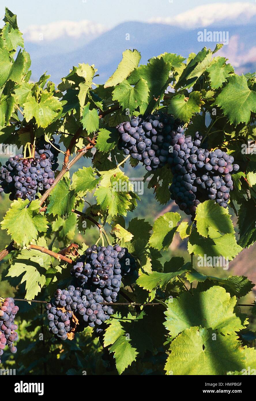 Grappes de raisins noirs (Vitis vinifera), Cembra Vallée, Trentino-Alto Adige, Italie. Banque D'Images