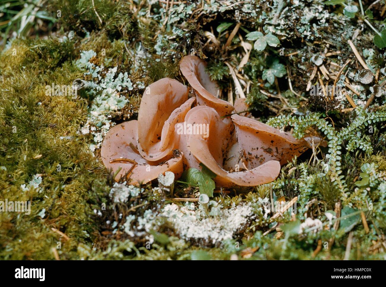 Gelée d'abricot (Tremella helvelloides ou Guepinia Exidiaceae rufa),. Banque D'Images