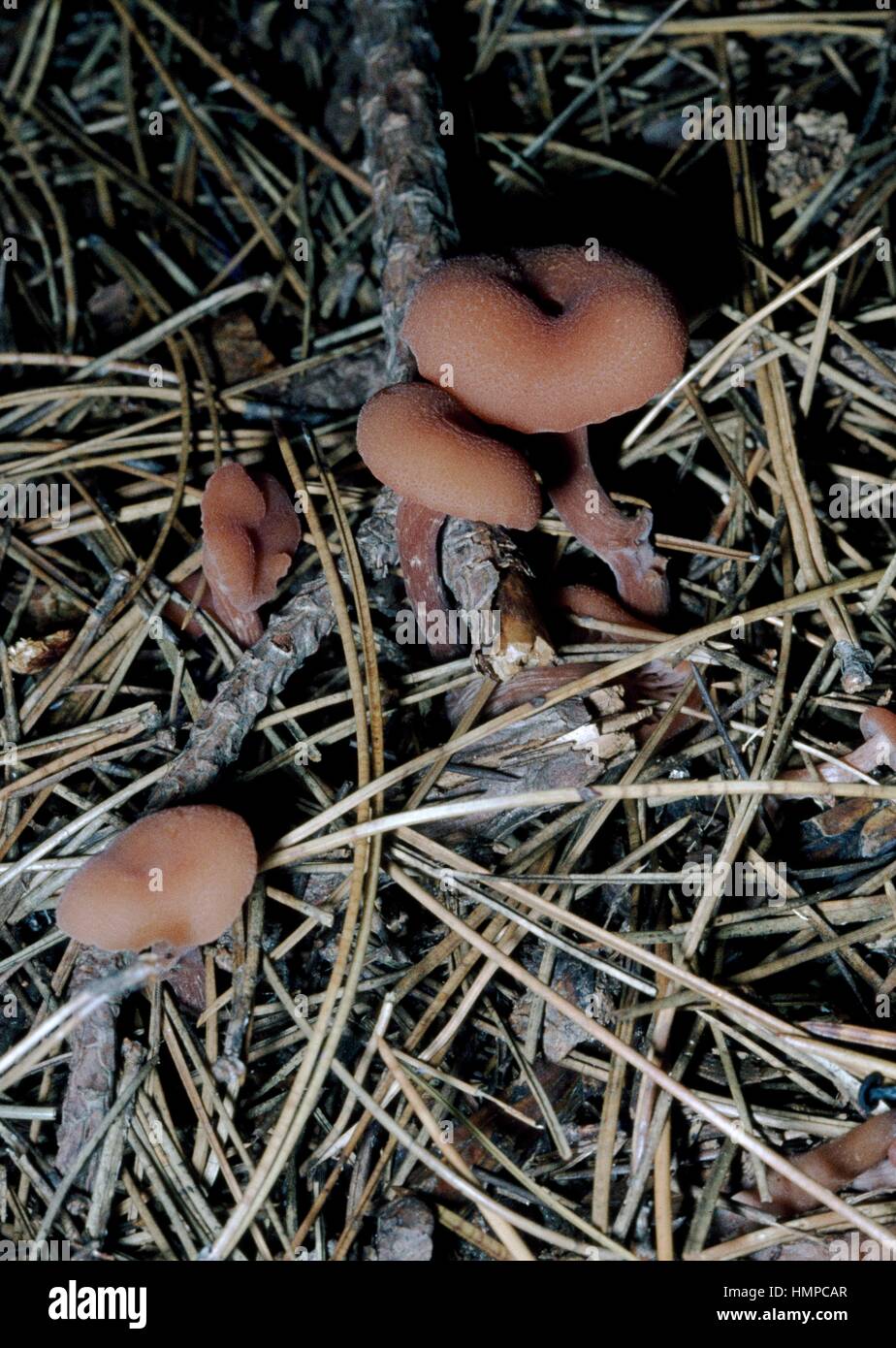 Le séducteur ou cireuses (Laccaria Laccaria laccata), Tricholomataceae. Banque D'Images