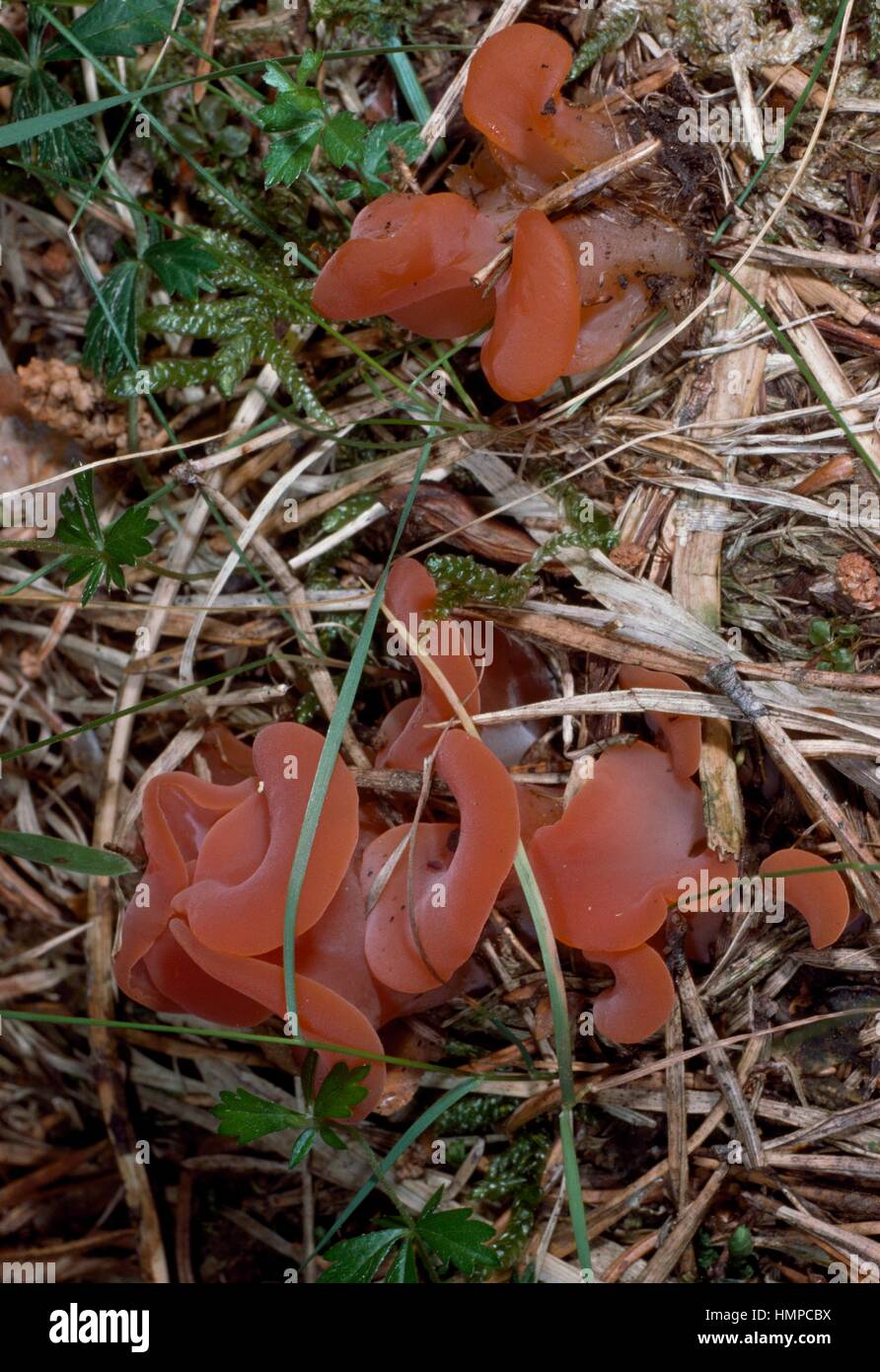 Gelée d'abricot (Tremella helvelloides ou Guepinia rufa), Dacrymycetaceae. Banque D'Images