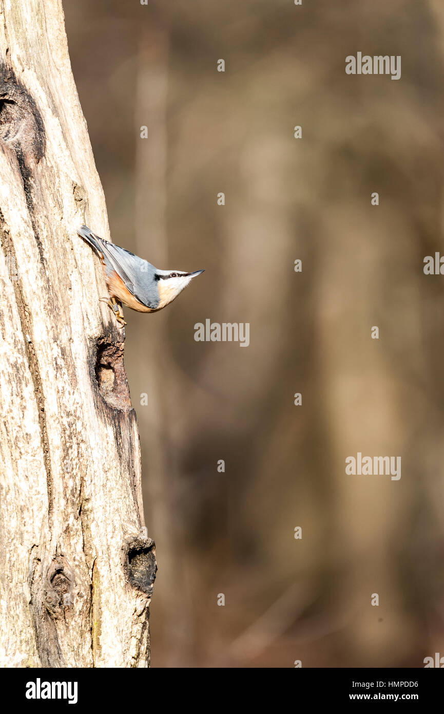 Blanche sur un arbre Banque D'Images