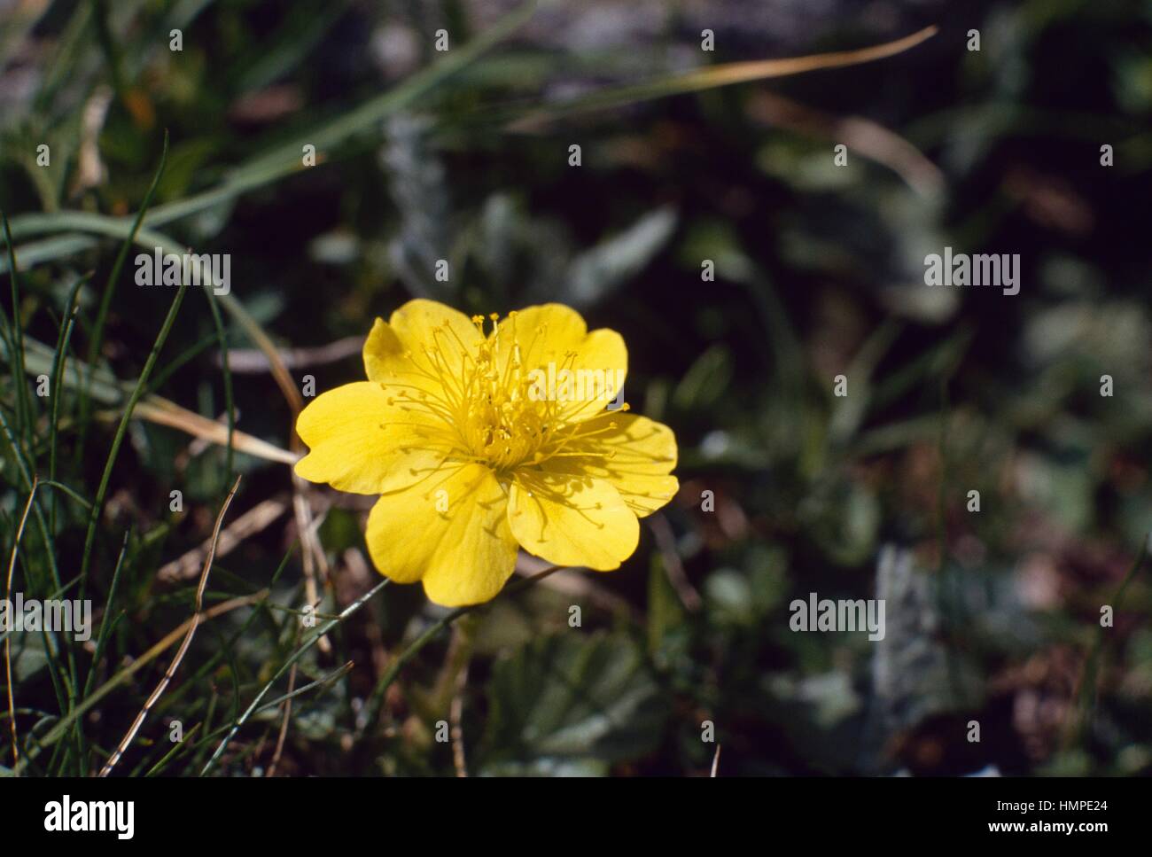 Potentille jaune nain (Potentilla aurea), Rosaceae. Banque D'Images