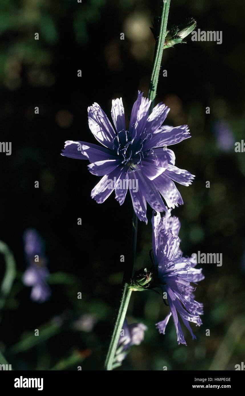 Chicorée commune,marins bleu ou Succory (Cichorium intybus), de la famille des Astéracées. Banque D'Images