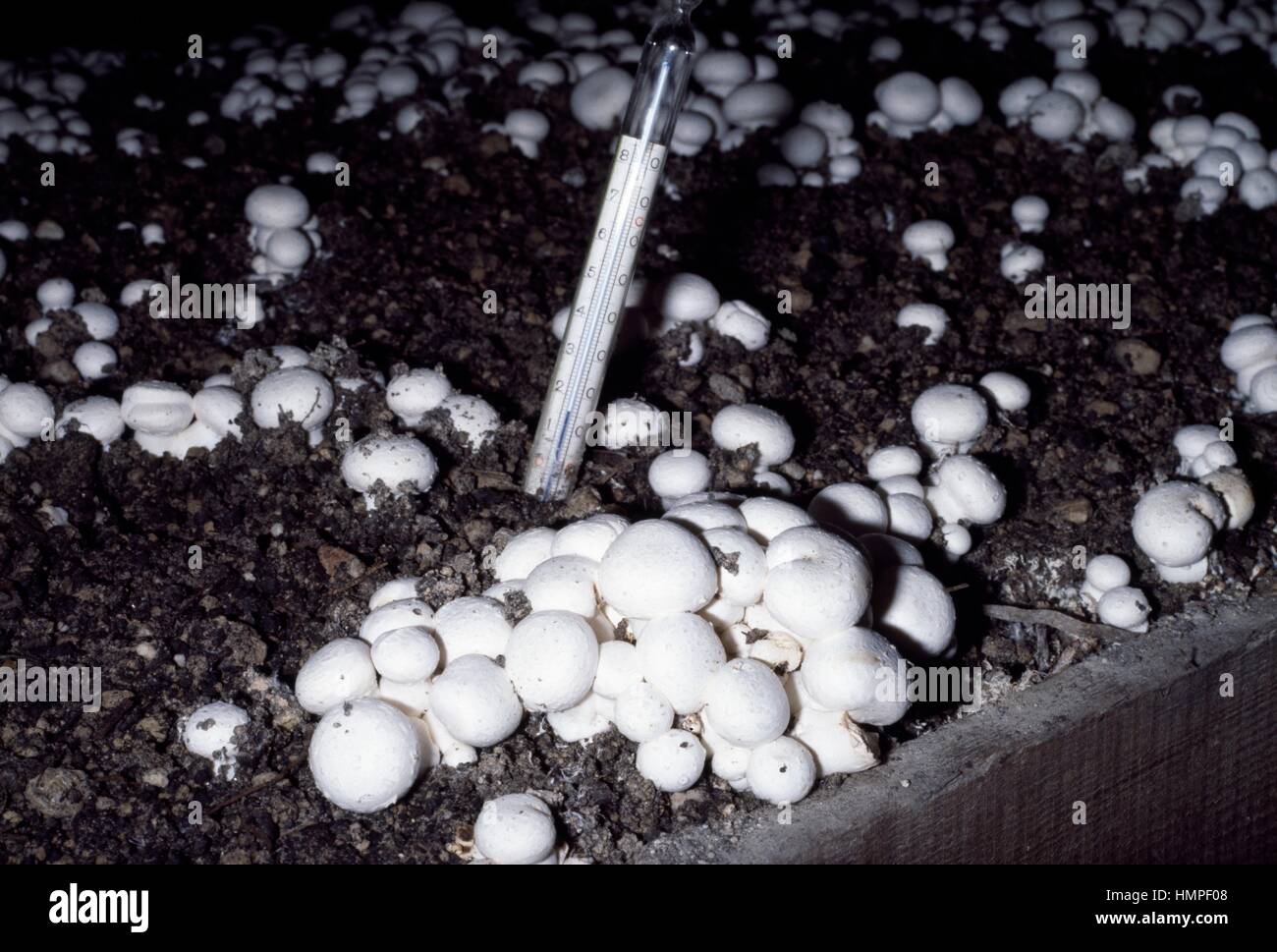 La culture industrielle de champignons bouton champignon ou champignons  dans un tunnel à l'aide de la méthode américaine (Agaricus bisporus),  Agaricaceae Photo Stock - Alamy