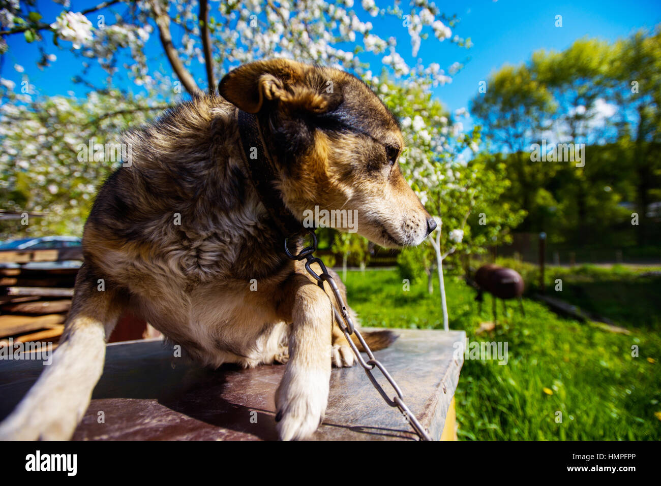 Mignon chien dans le jardin Banque D'Images