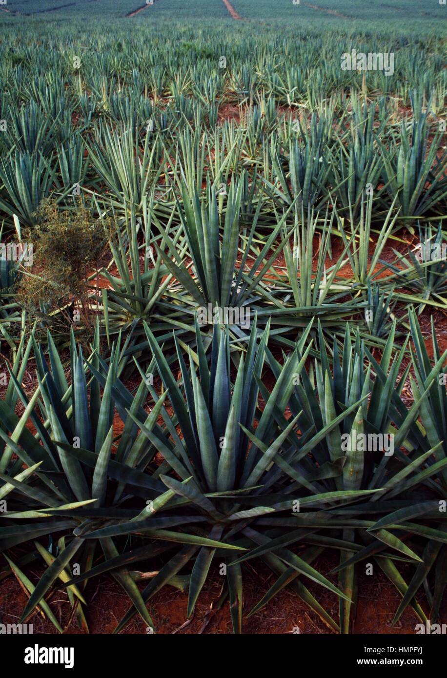 Le sisal (Agave sisalana) plantation, Agavaceae. Fort Dauphin, à Madagascar. Banque D'Images