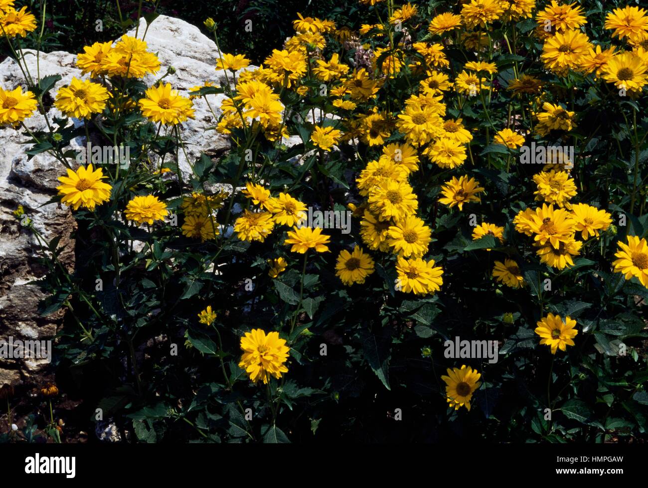 Bon Oxeye ou tournesol Heliopsis Heliopsis helianthoides scabra (soleil en été), de la famille des Astéracées. Banque D'Images