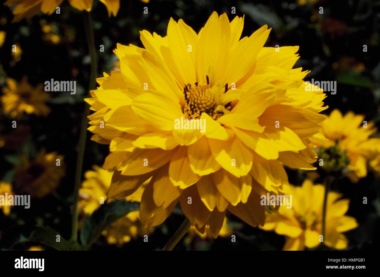 Bon Oxeye ou tournesol Heliopsis Heliopsis helianthoides scabra (soleil en été), de la famille des Astéracées. Banque D'Images