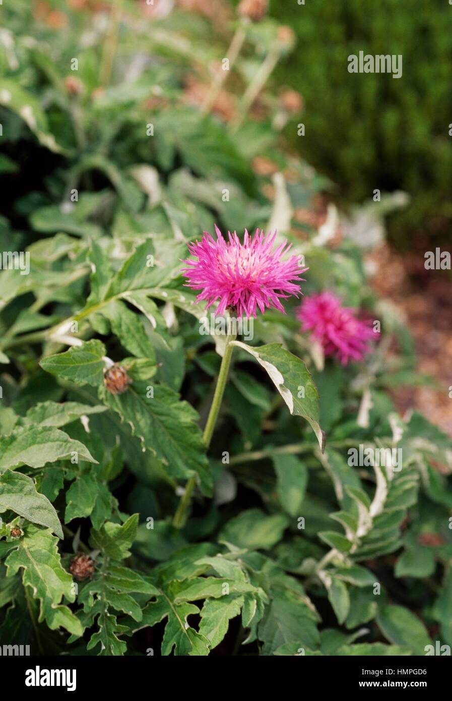 Le persan ou bleuet bleuet (Centaurea dealbata blanchir John Coutts), de la famille des Astéracées. Banque D'Images