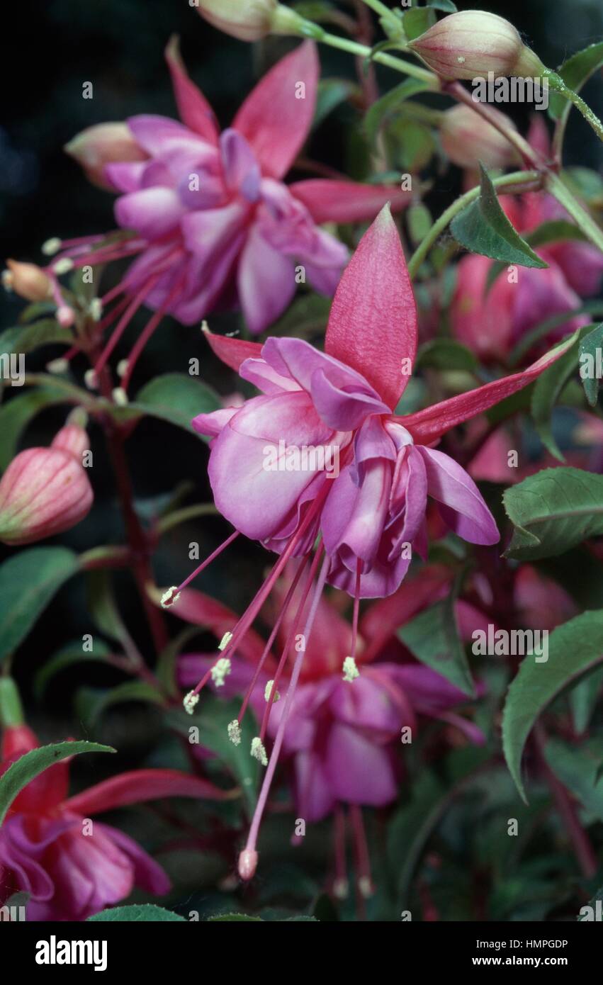 Lady's gouttes otiques (Fuchsia speciosa), Onagraceae. Banque D'Images