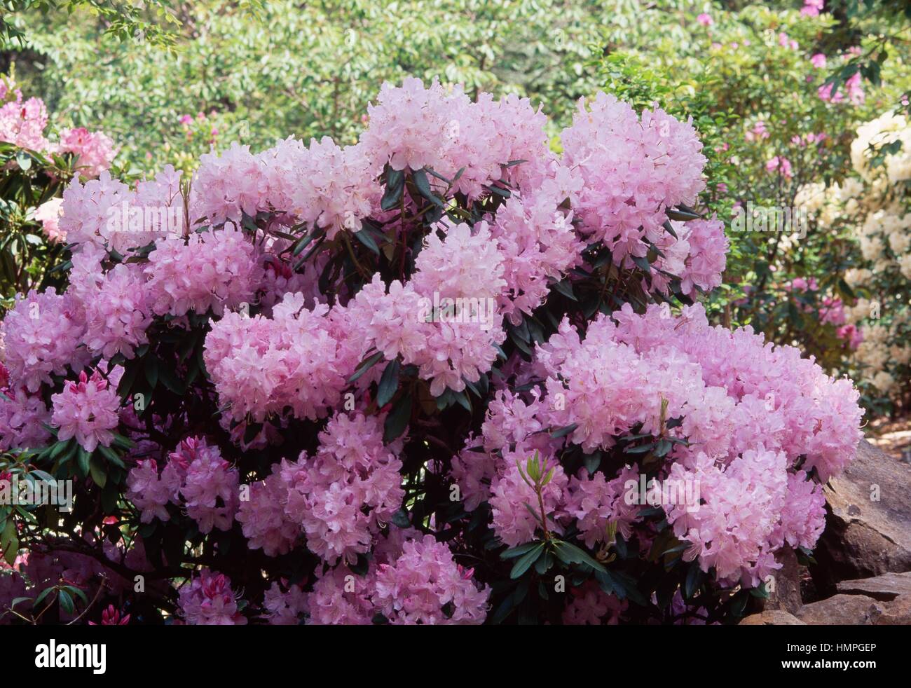 L'azalée (Rhododendron Mme E C Stirling), Ericaceae. Banque D'Images