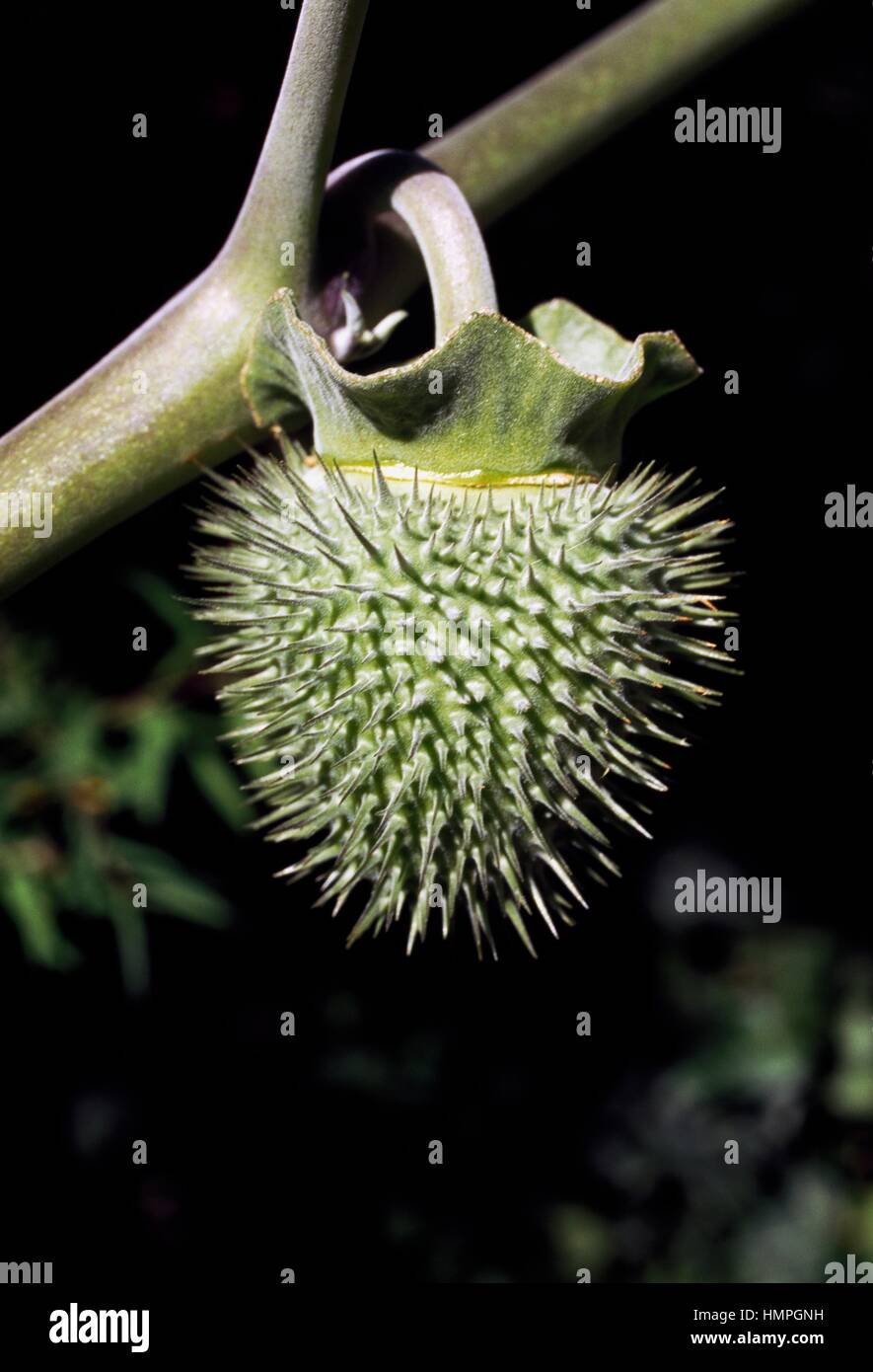 White Angel's Trumpet (Datura arborea Brugmansia ou candida), Solanaceae. Banque D'Images