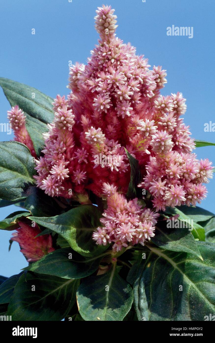 PLUMOSA DE POULET EPUB DOWNLOAD PLUMOSA DE POULET EPUB DOWNLOAD