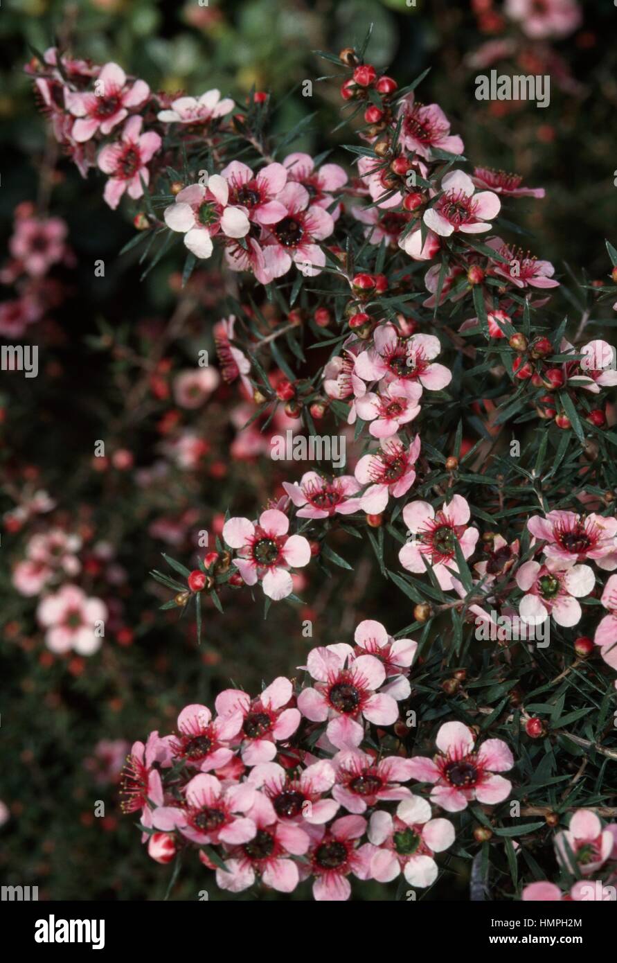 Broom Teatree ou le manuka (Leptospermum scoparium), Myrtaceae. Banque D'Images