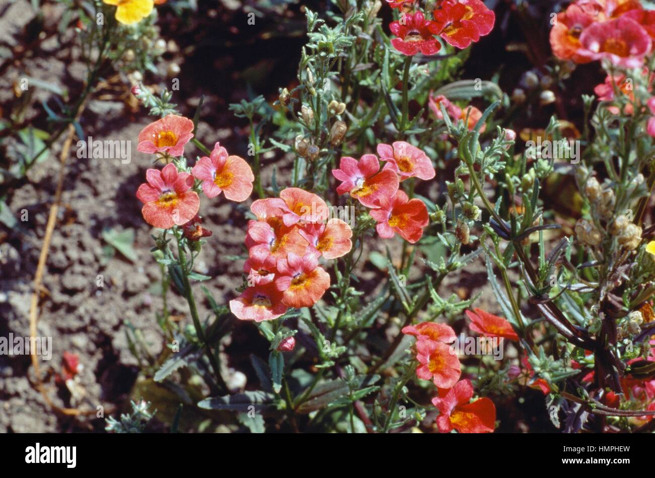 Capejewels (Nemesia strumosa Carnival), Scrophulariaceae. Banque D'Images