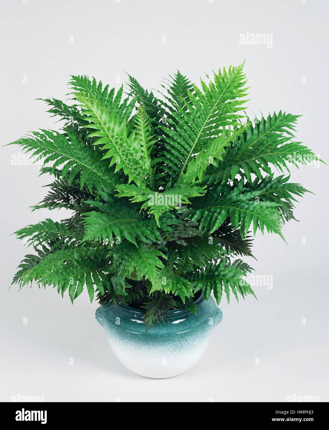Dame d'argent ou arbre nain (fougère Blechnum gibbum Blechnaceae). Banque D'Images