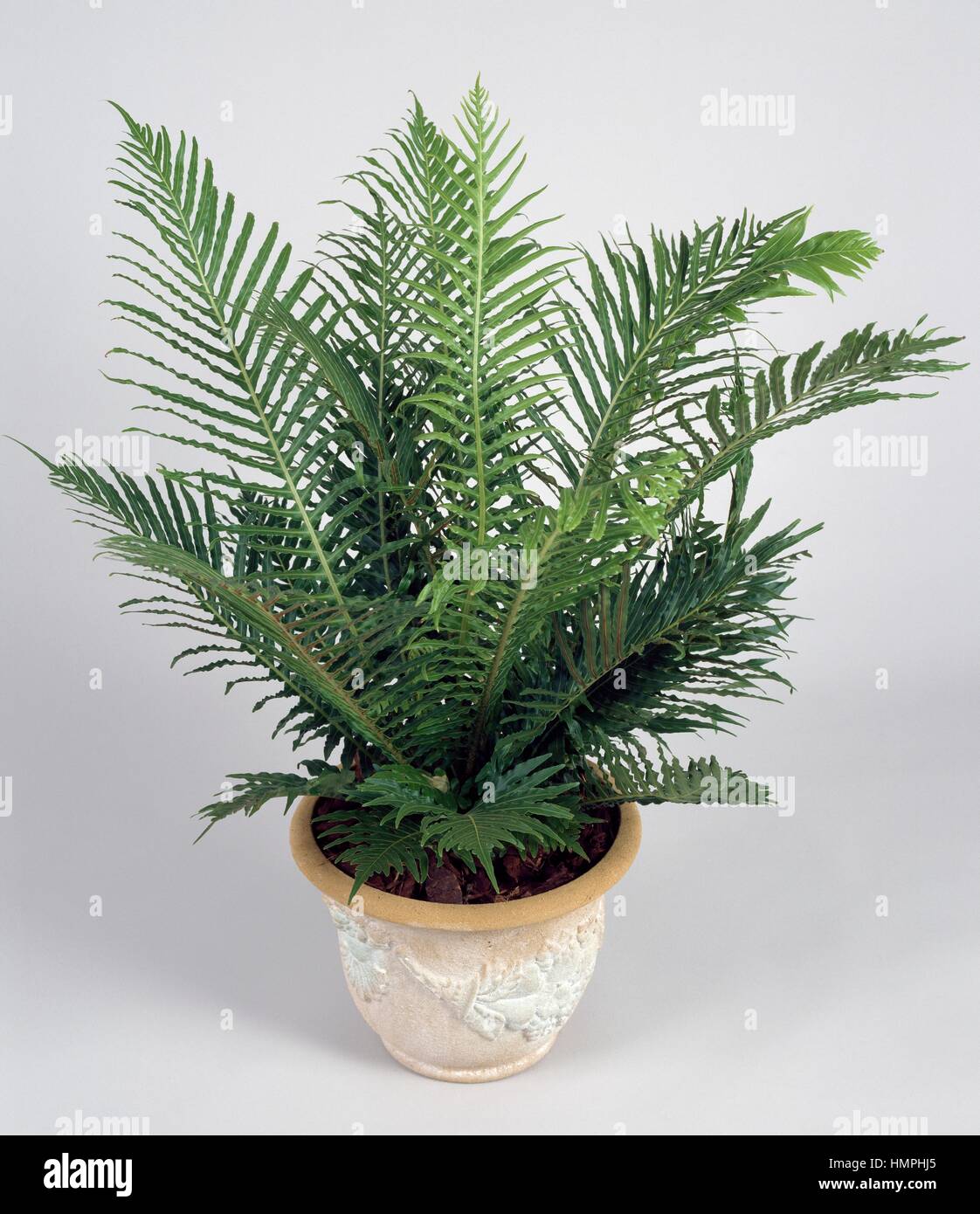Blechnum gibbum Silver lady (Blechnaceae). Banque D'Images