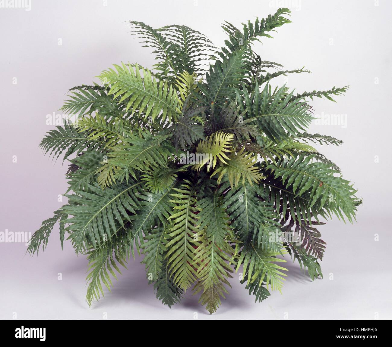 Blechnum gibbum Silver lady (Blechnaceae). Banque D'Images