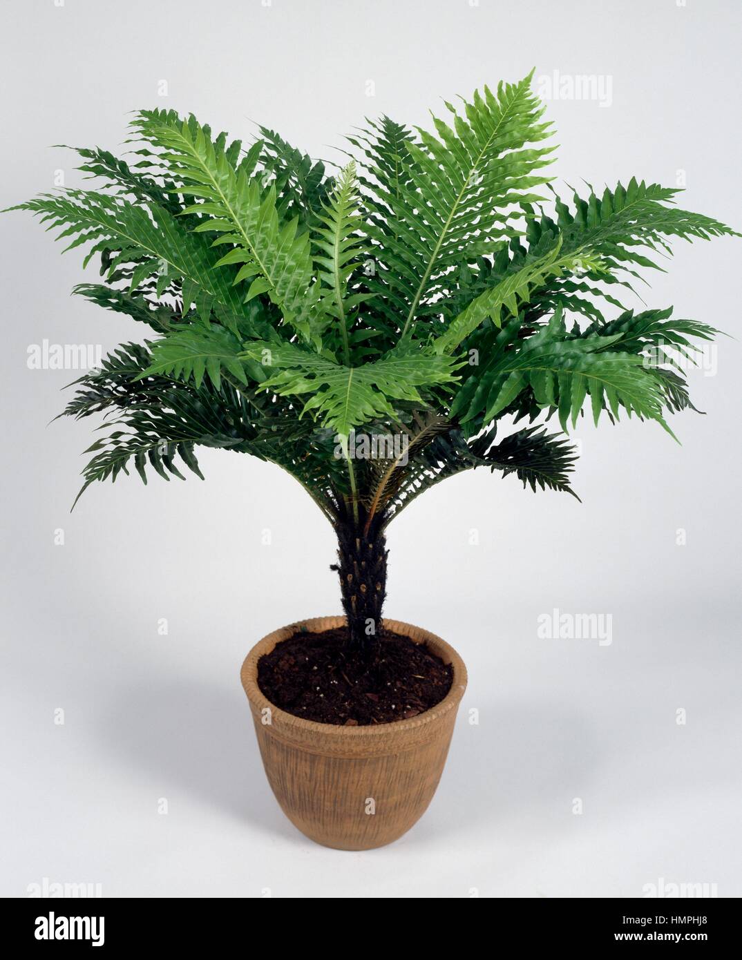 Blechnum gibbum Silver lady (Blechnaceae). Banque D'Images