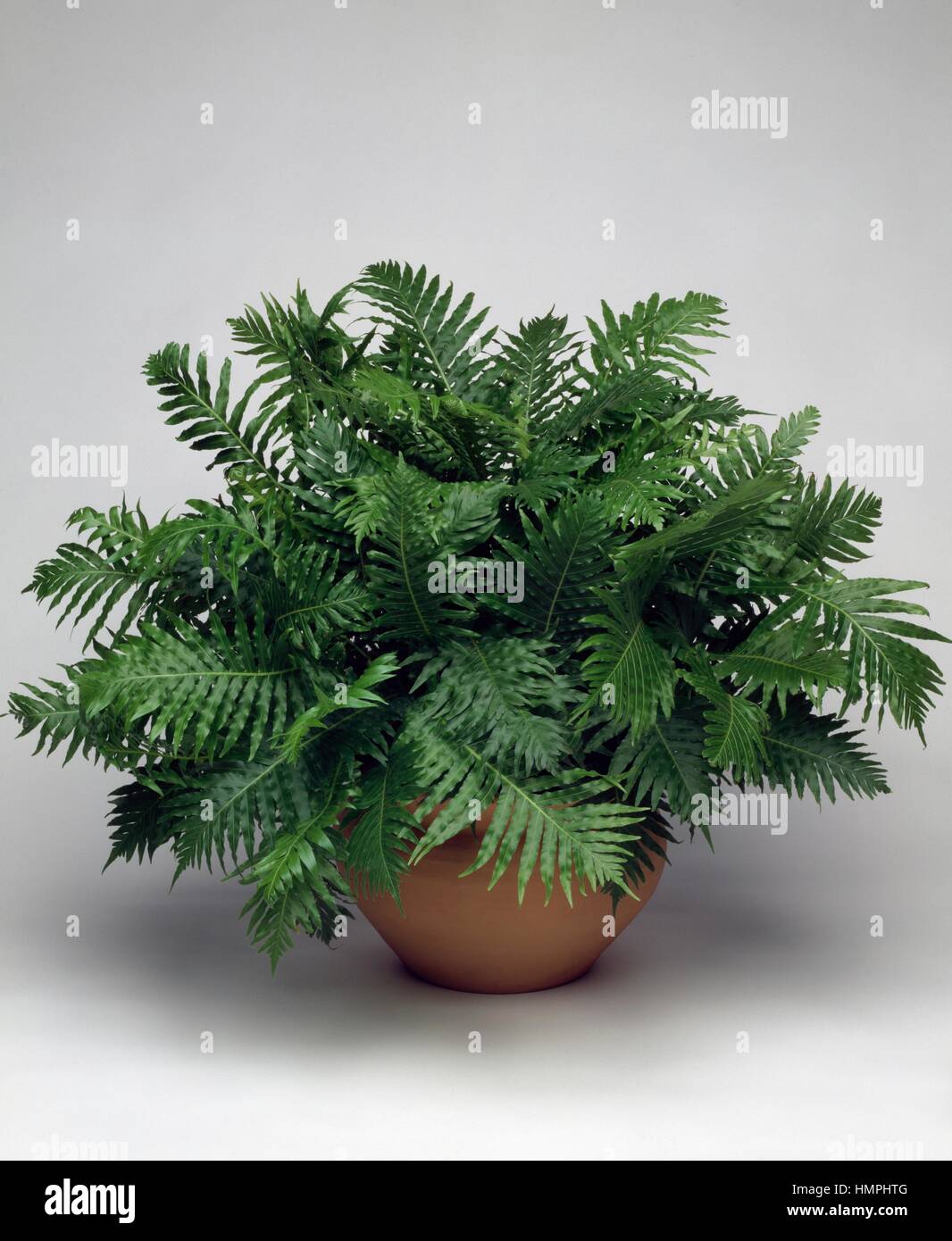 Dame d'argent ou arbre nain (fougère Blechnum gibbum Blechnaceae). Banque D'Images